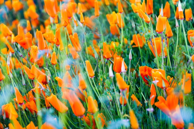 Is it illegal to pick California poppies?
