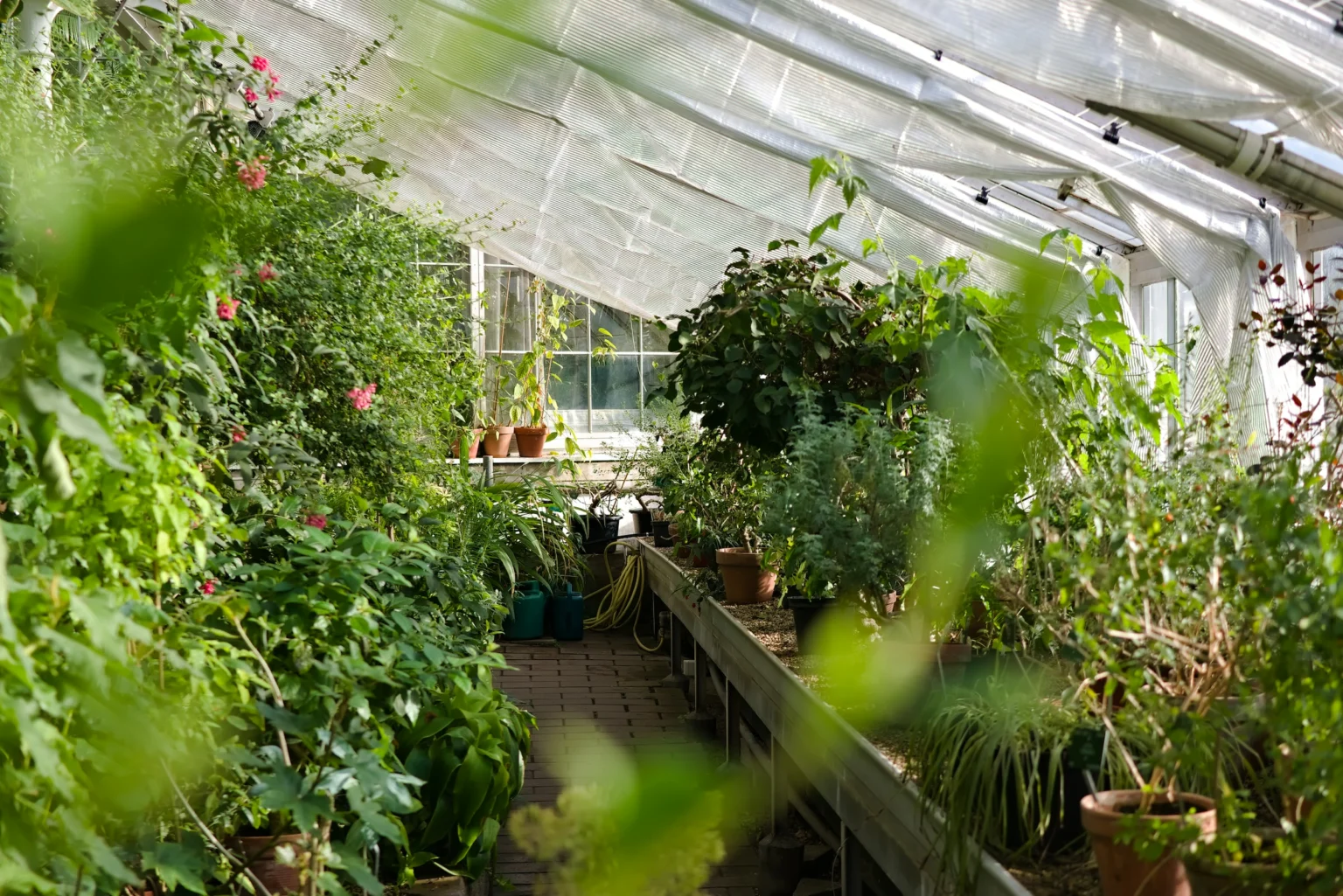 The Importance of Having a High Quality Botanical Reference