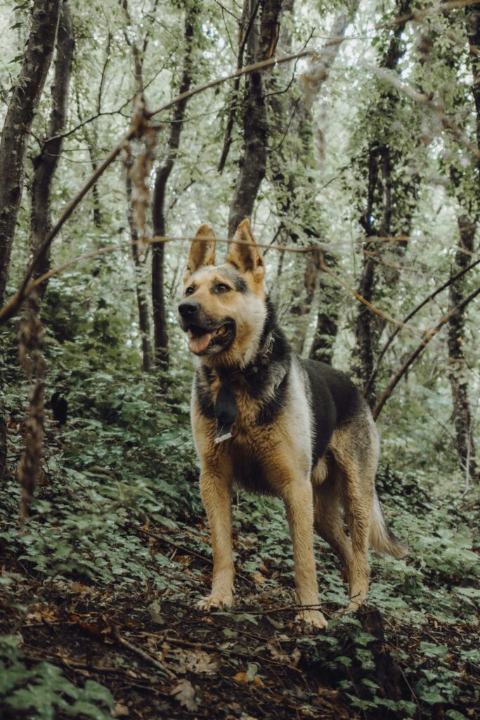 German Shepherd Puppies